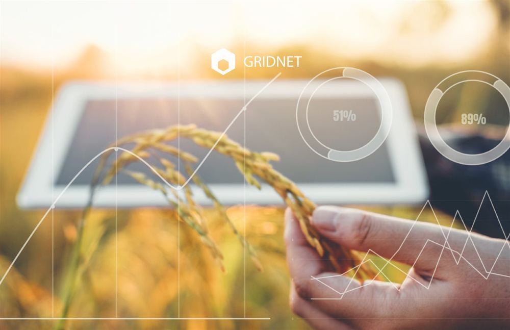 Hand holding ripe wheat ears with data overlays