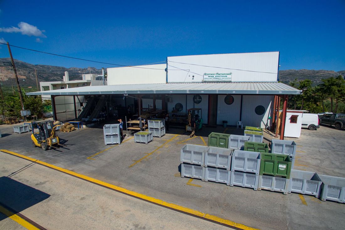 Olive reception yard of the Agioi Apostoloi mill