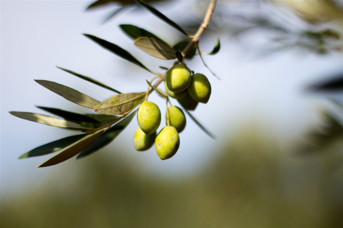 Olive branch with green olives