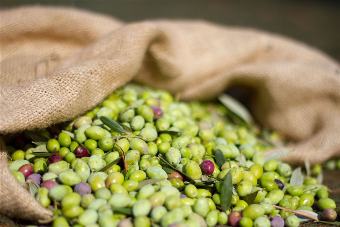 Freshly harvested olives in a sack