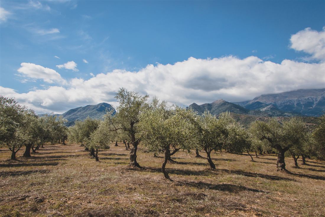 Olive grove at Palaiopanagia with Mount Taygetos behind