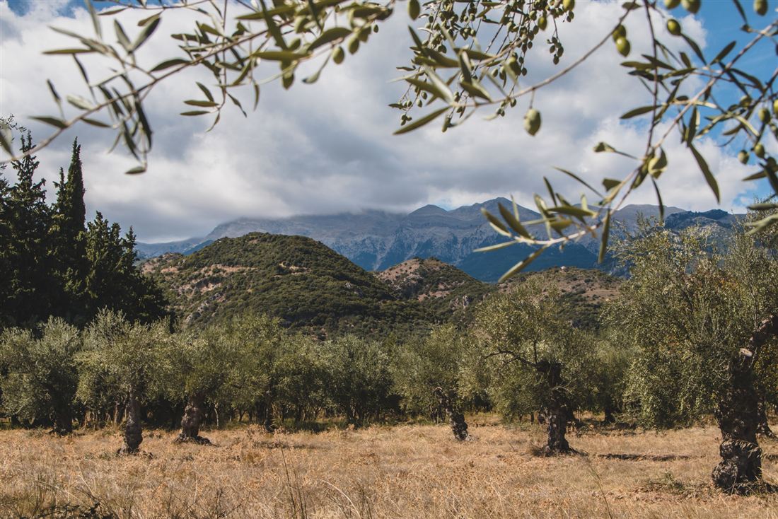 Traditional olive grove near Palaiopanagia