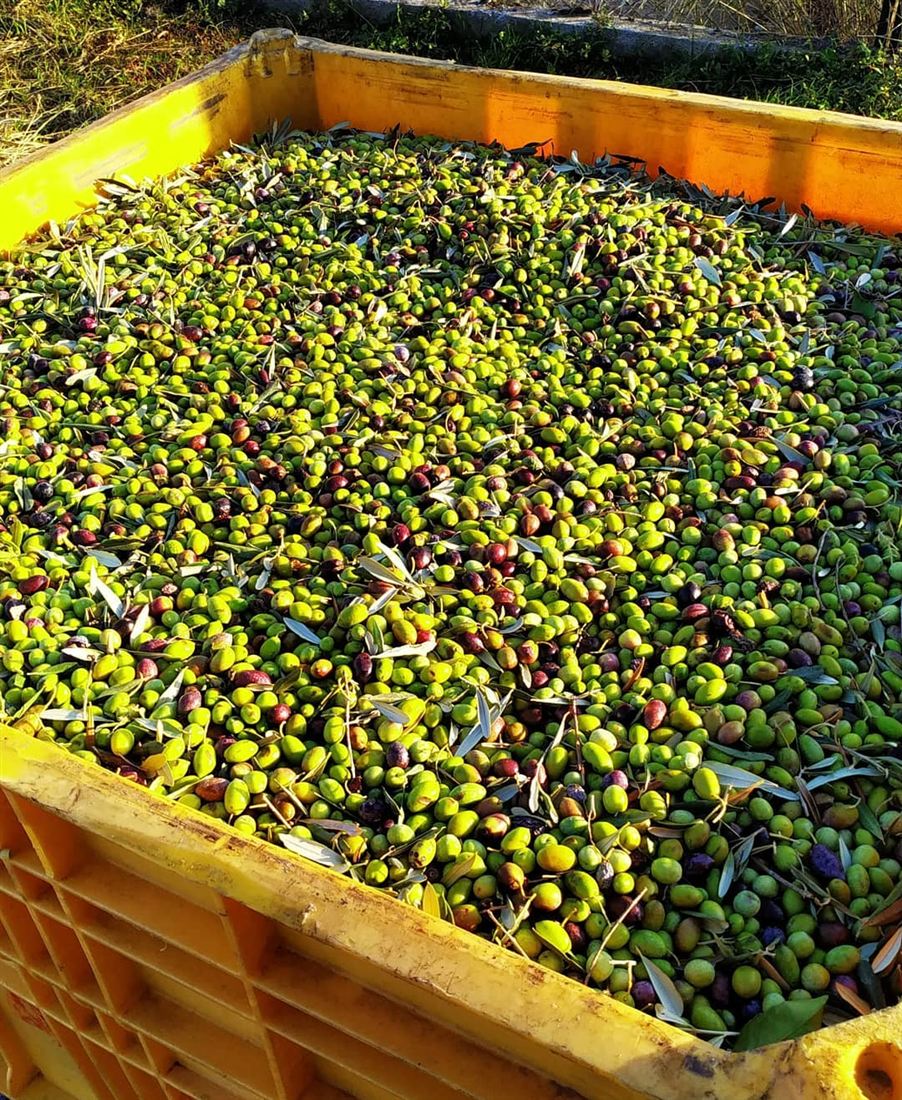 Crate of freshly harvested olives