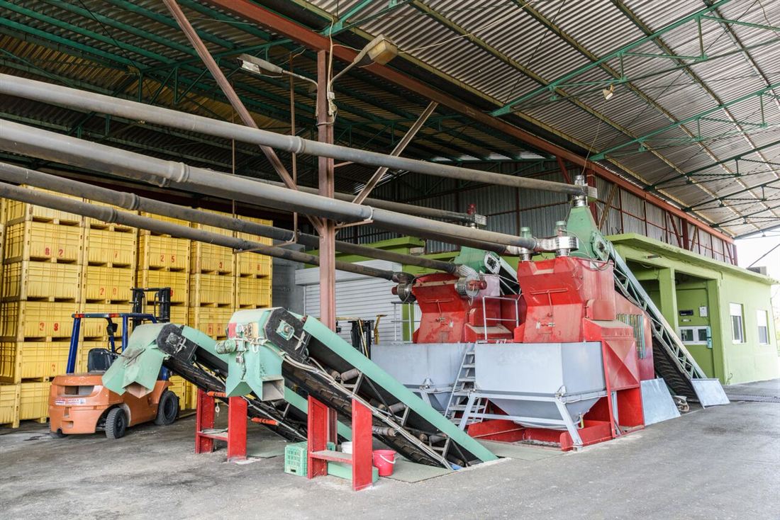 Olive reception and cleaning line at the Palaiopanagia mill