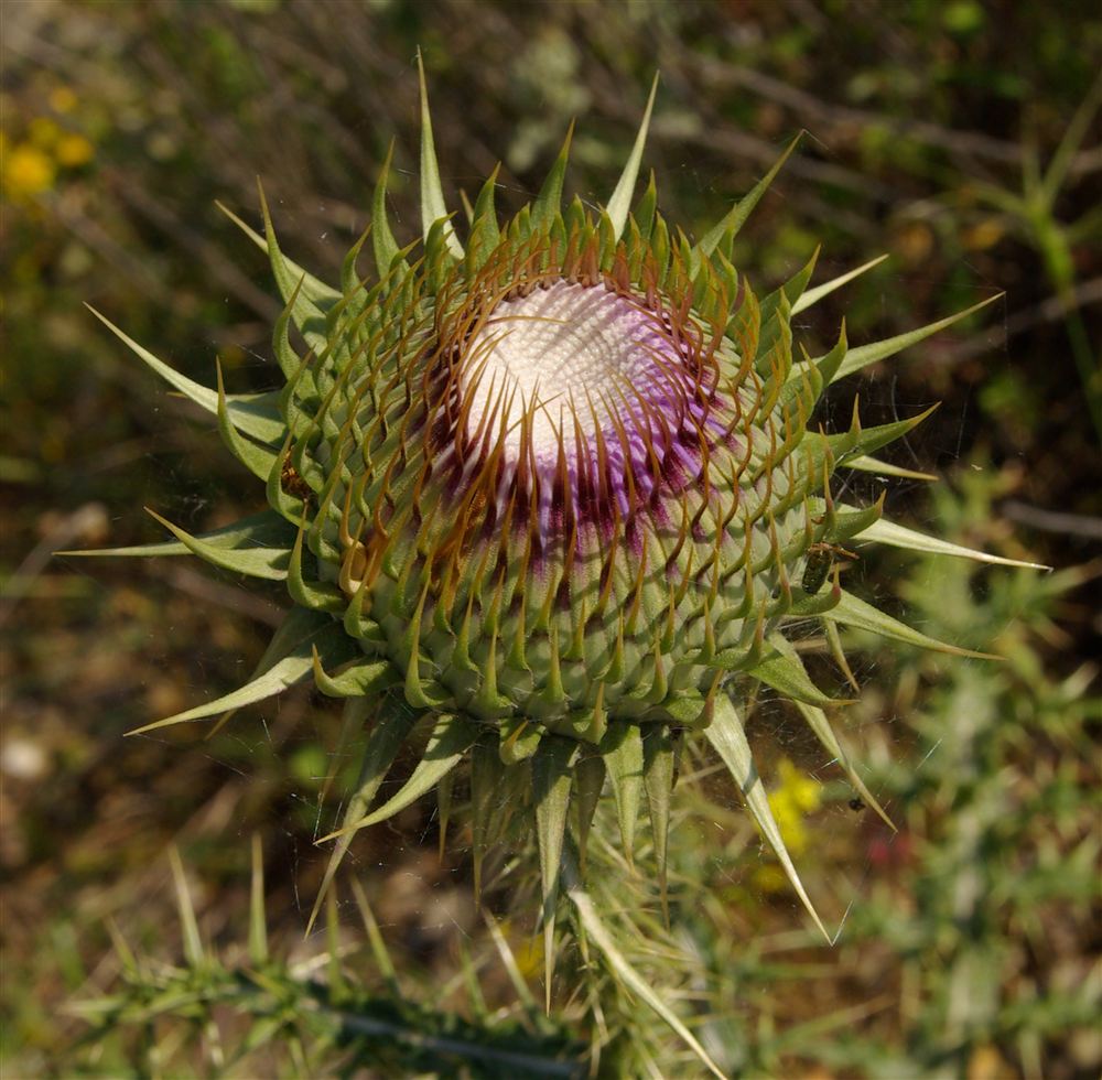 Bud of wild cardoon