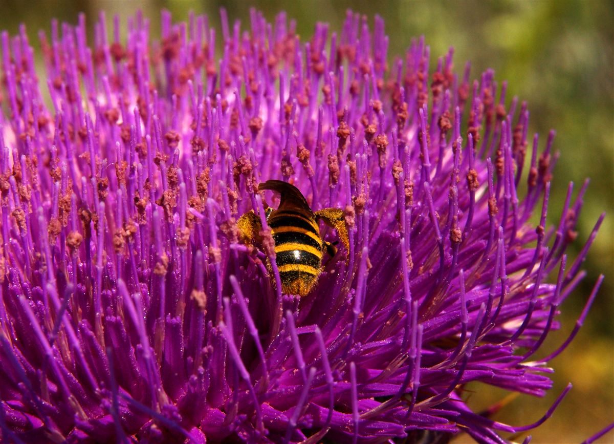 Flower of wild cardoon with a bee
