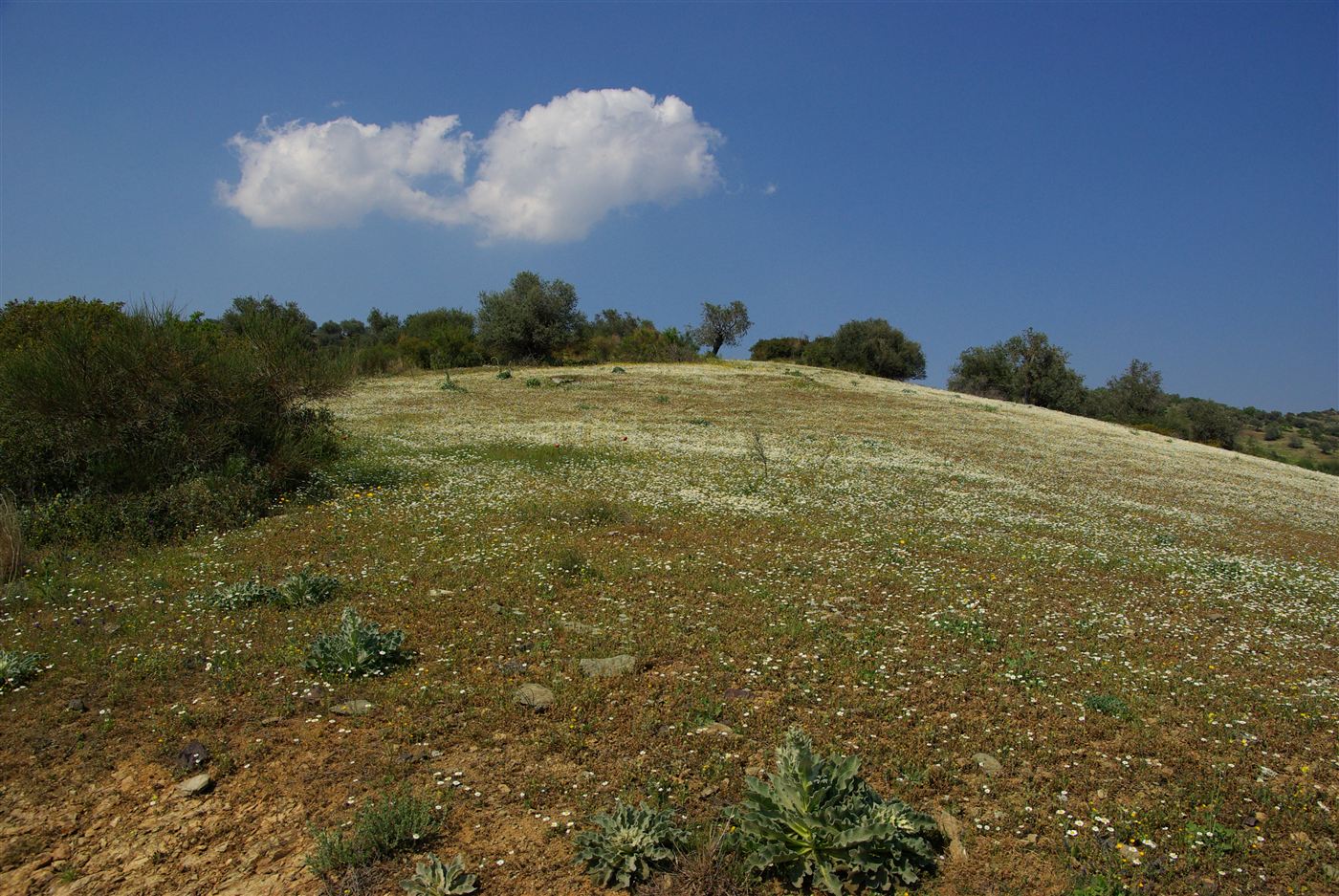 Meadow and olive trees on the REST-PARK site