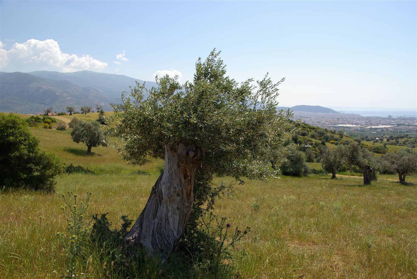 Old olive tree on the REST-PARK site with Volos in the background