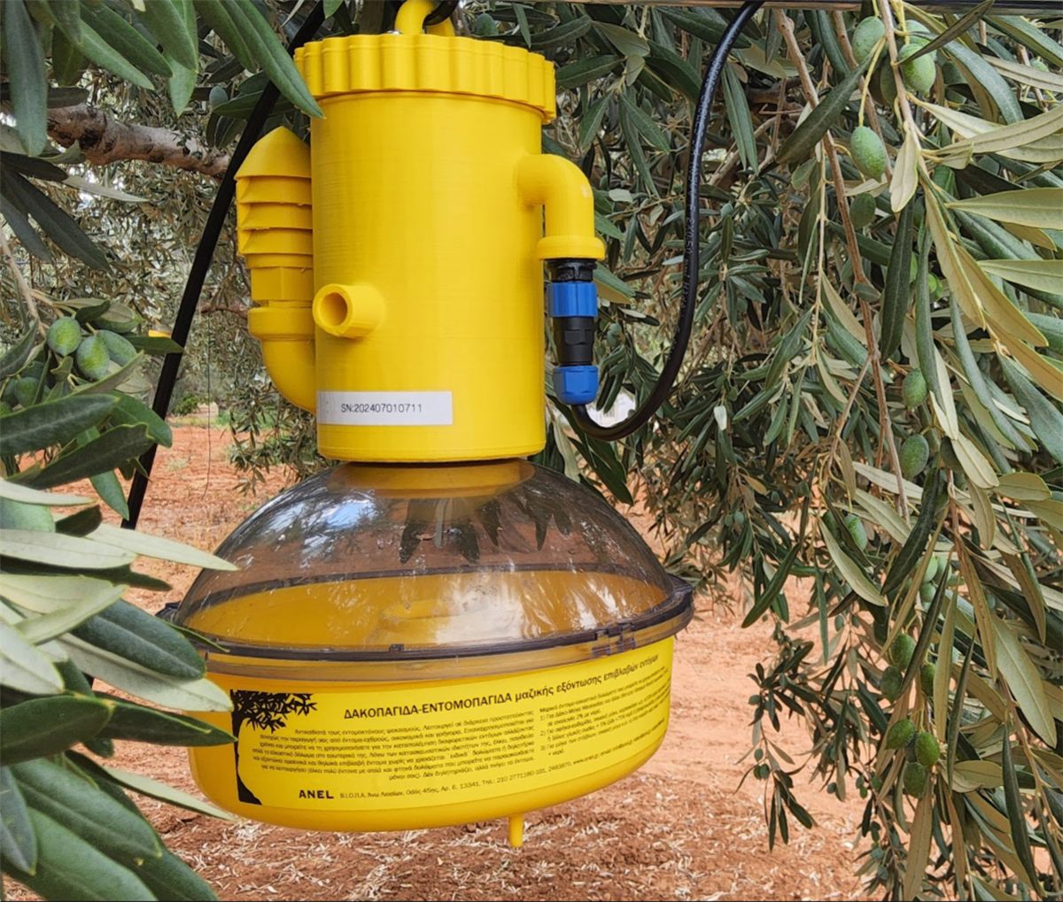 Electronic olive fruit fly trap mounted in an olive tree with a solar panel
