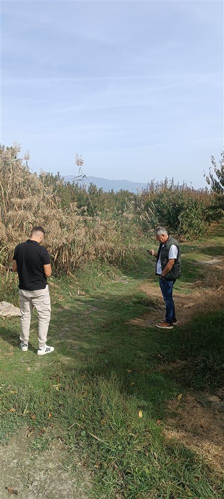 Choosing weather-station sites in an orchard near Kalyvia