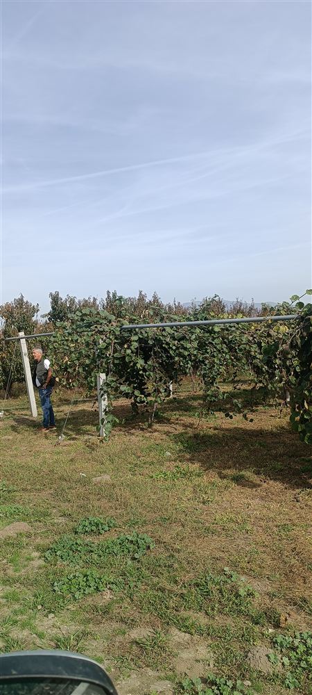 Fruit orchard in the Kalyvia area, Pella