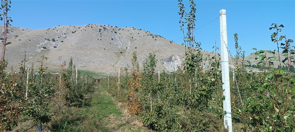 Orchard near Tyrnavos where a weather station is planned